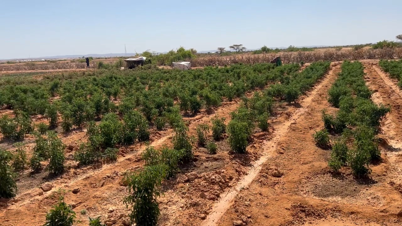 Rows of green crops on red earth under a clear sky, on the Adhicadeeye farms outside Las'anod
