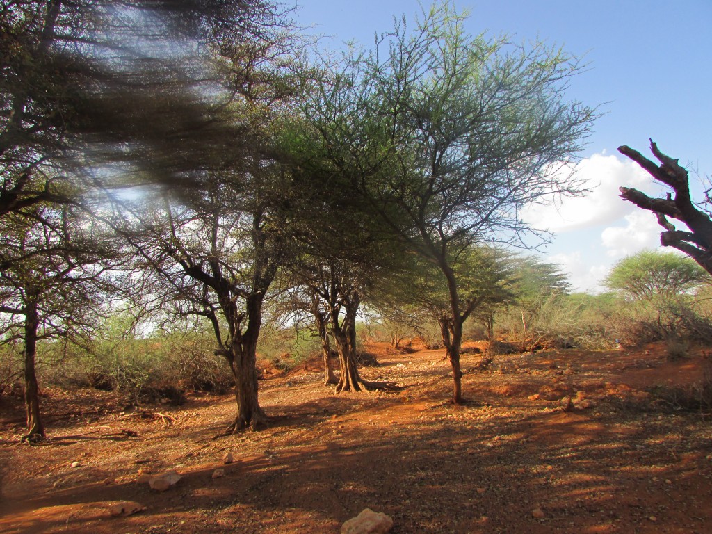 Acacia trees on red earth under a blue sky, in Khatumo country near Taleh